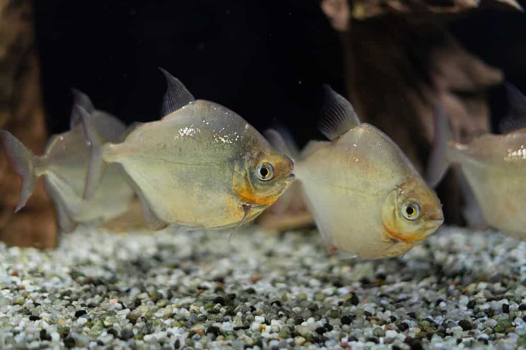 a flock of beautiful fish swims in the aquarium. Metynnis argenteus. Order: Characinous. Oceanarium.