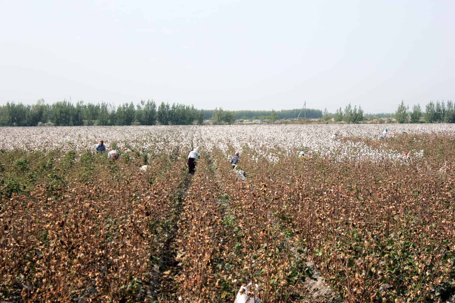 People pick cotton in the field in Uzbekistan