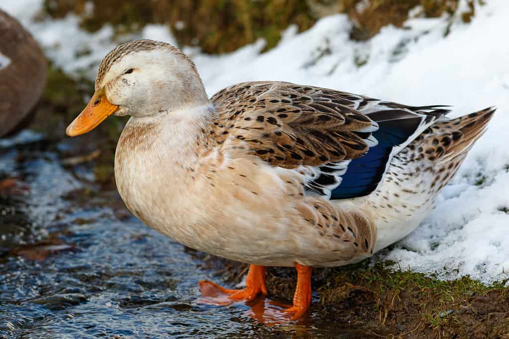 Female Silver Appleyard domestic duck standing in shallow water with a small patch of snow behind