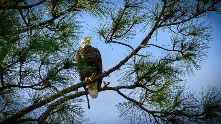 Bald Eagle in Pine Tree Florida