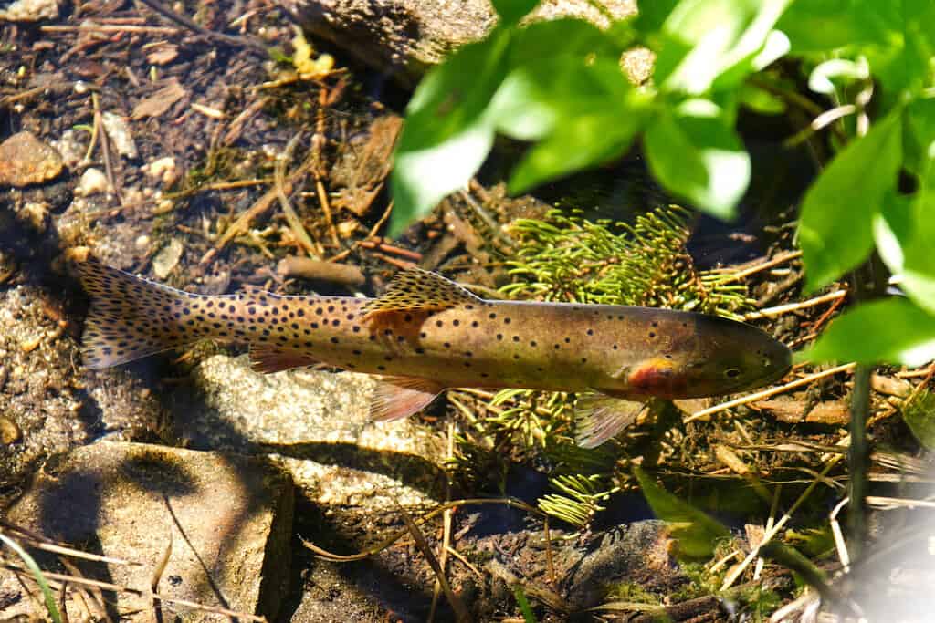 A Greenback Cutthroat trout in a clear river in the Rocky Mountain National Park. Also the state fish of Colorado.