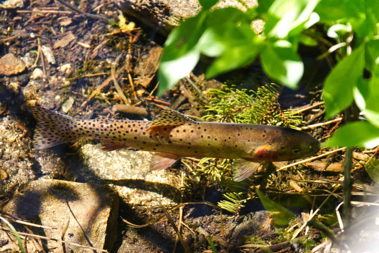 A Greenback Cutthroat trout in a clear river in the Rocky Mountain National Park. Also the state fish of Colorado.