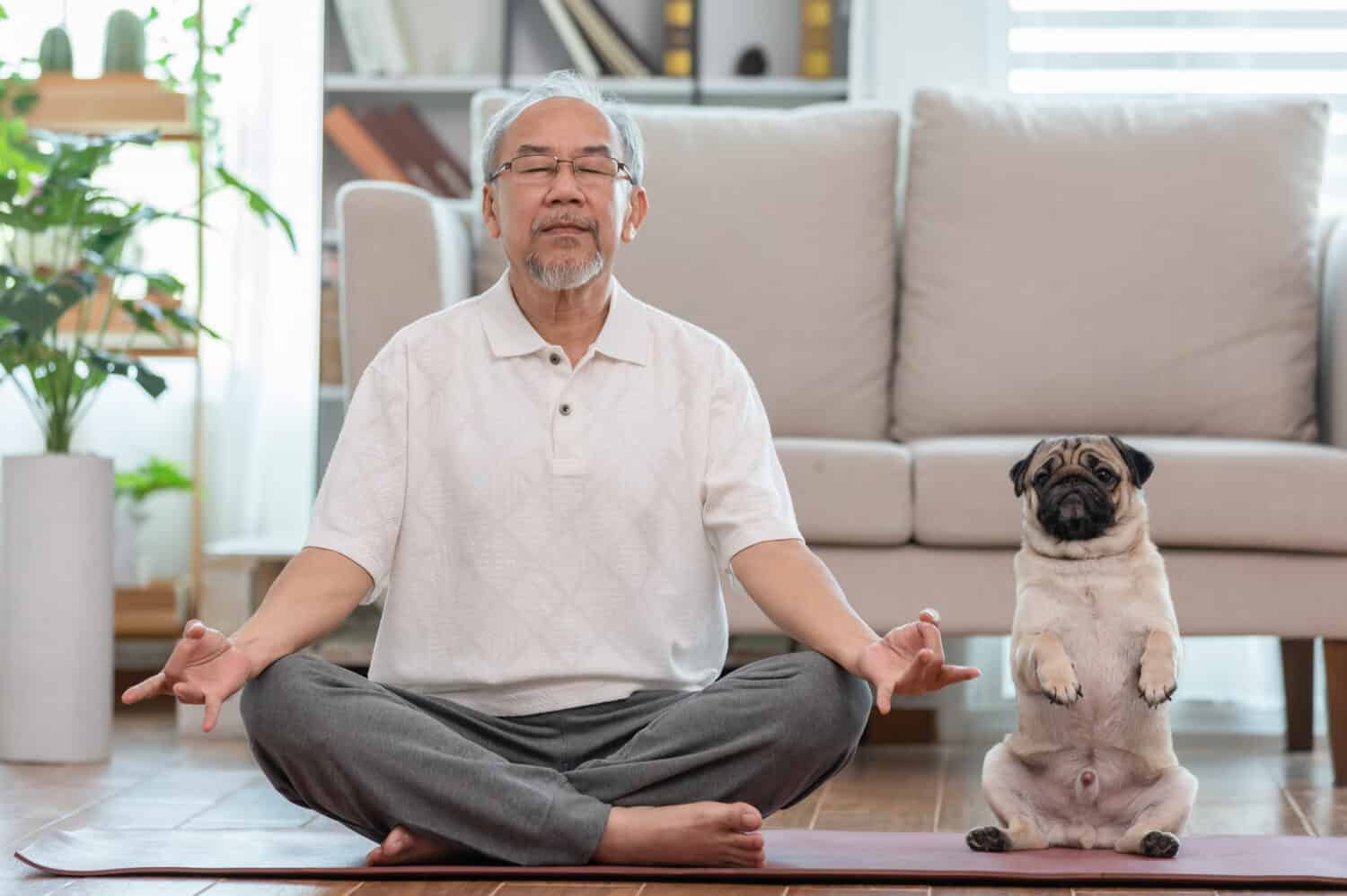 Asian elderly senoir man doing yoga with dog pug breed in living room at home,Happy Retired at home concept 