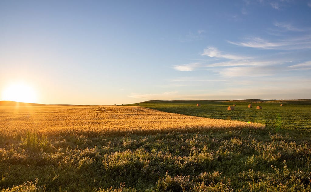 Soybeans growing in North Dakota field with hay and wheat