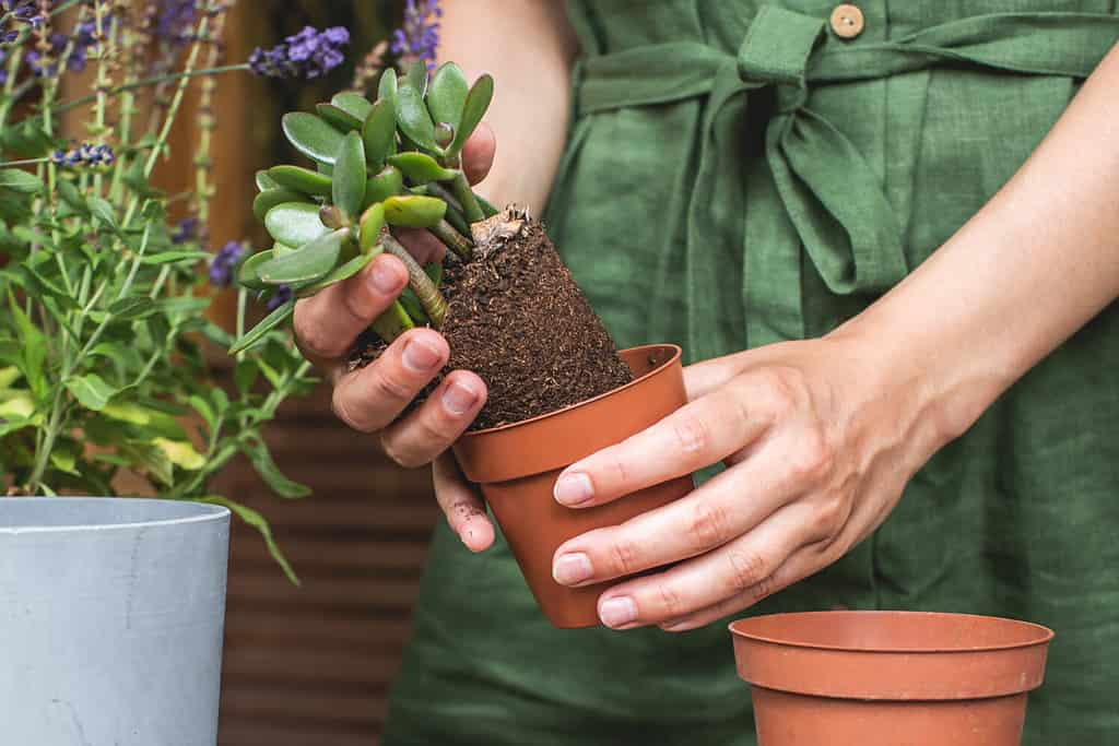 Woman gardeners transplanting jade plant in plastic pots on wooden table. Concept of home garden. Spring time. Taking care of home plants