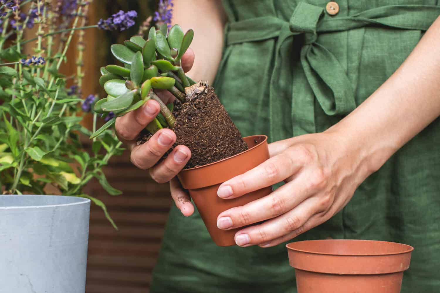 Woman gardeners transplanting jade plant in plastic pots on wooden table. Concept of home garden. Spring time. Taking care of home plants