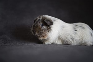 The Best and Most Comprehensive List of 436 Female Guinea Pig Names Picture