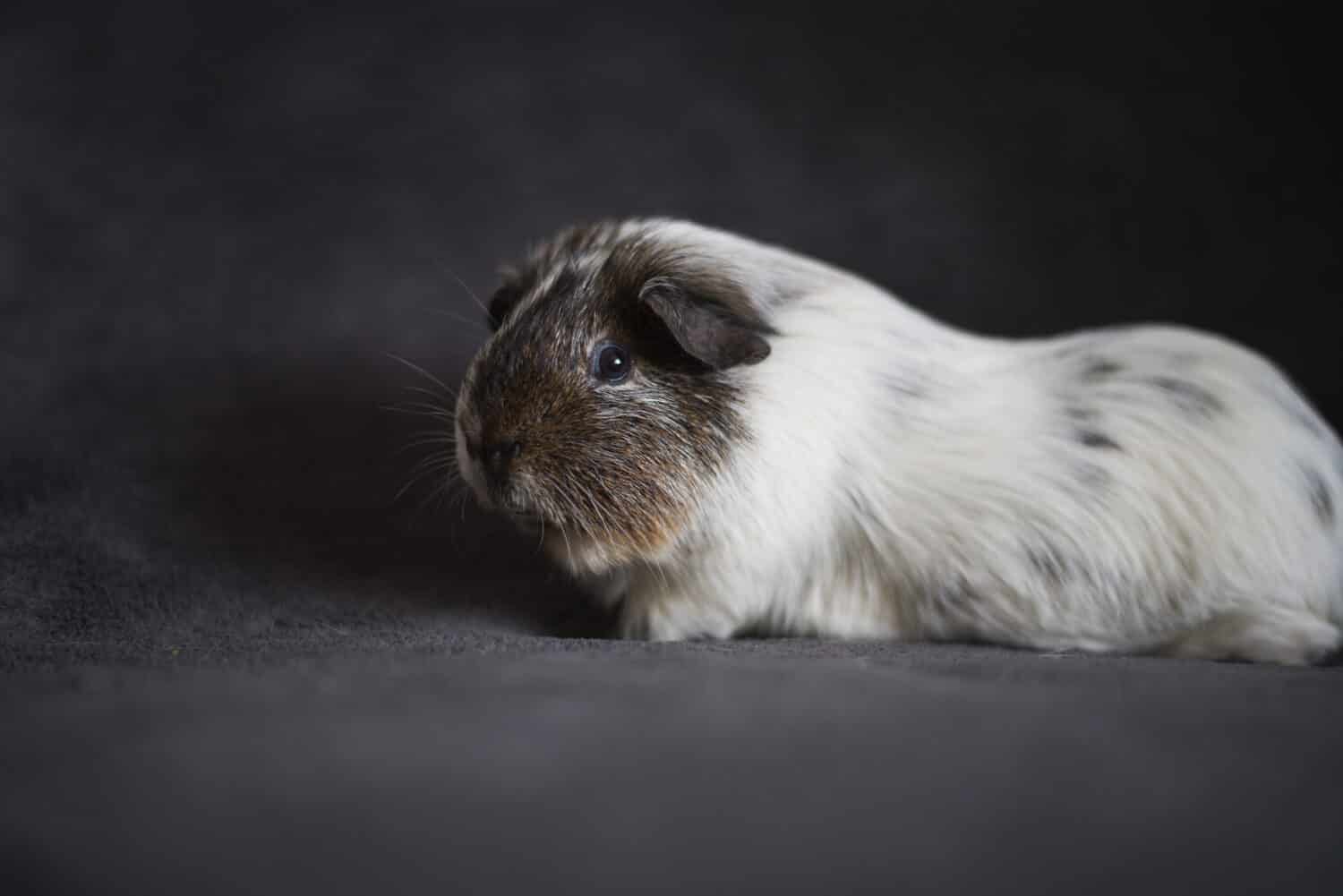 Portrait of guinea pig dalmatine