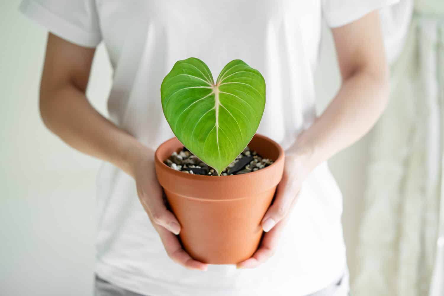 Ladies hand holding Philodendron Gloriosum in terracotta pot with isolated white background