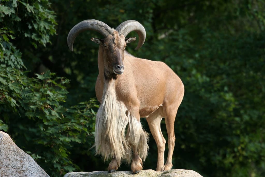 Aoudad, Barbary Sheep