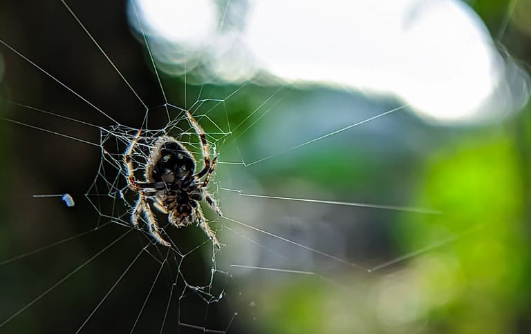 Selective focus.Darwin's bark spider on a webs with blur background.Darwin's bark spider is an orb-weaver spider that produces the largest known orb webs.Shot were noise and film grain.