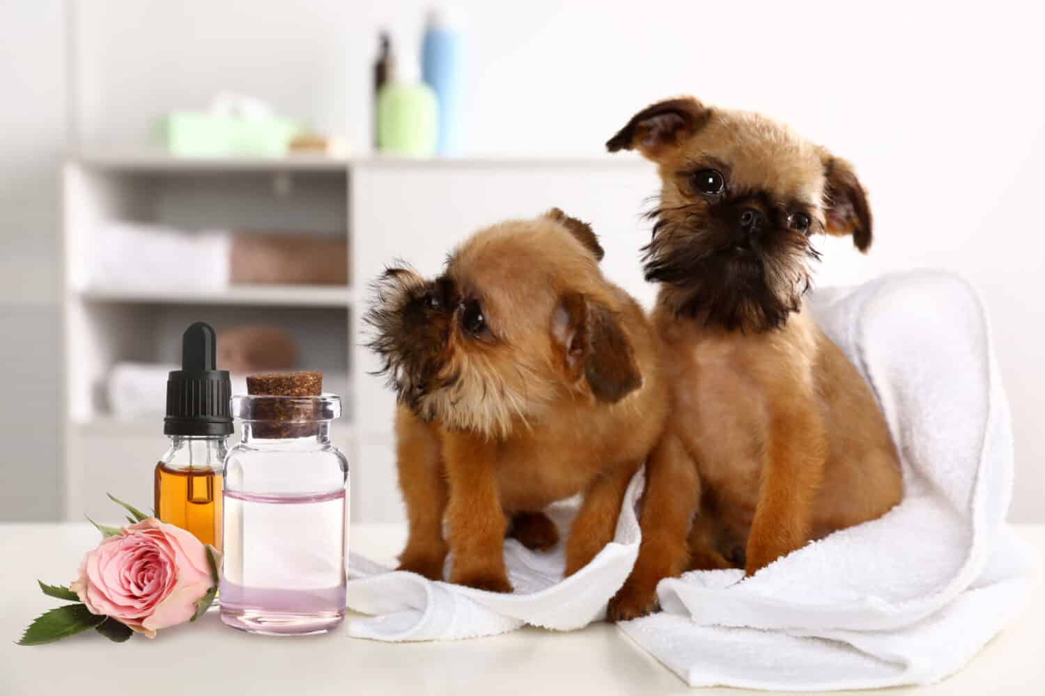 Aromatherapy for animals. Essential oils and Brussels Griffon dogs on table