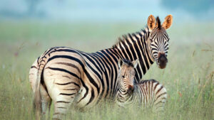 Why Do Zebras Have Such Remarkable Black and White Stripes? Picture