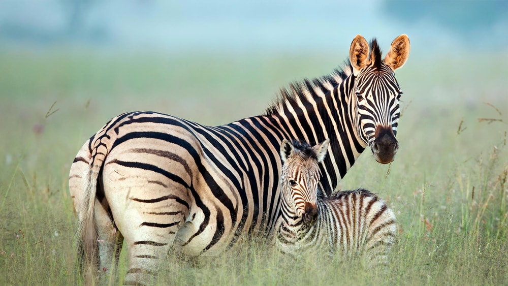 A Zebra Mom with her baby zebra. 