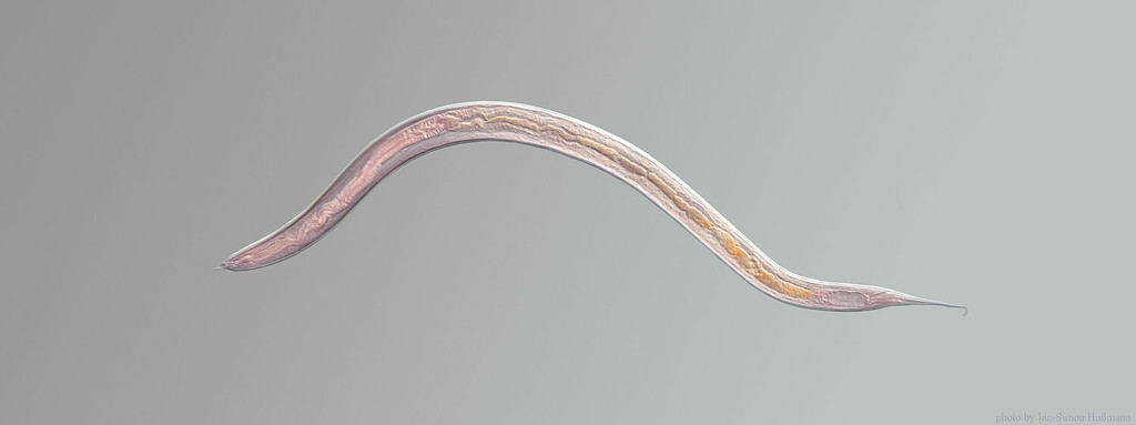 There are nematodes similar to the one above that undergo intracellular freezing to survive in Antarctica.
