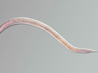 A Nematoda