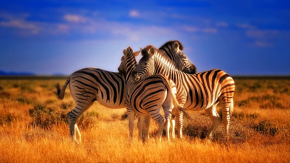 Three Zebras caught showing love