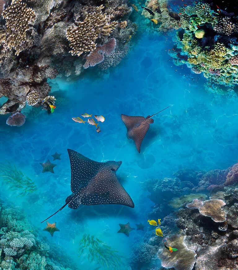 Underwater world. Images for self-leveling 3d floor. Corals. Top view. Sea Stingray