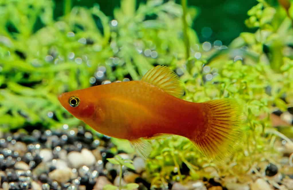 The variable platyfish (Xiphophorus variatus), also known as variatus platy or variegated platy, is a species of freshwater fish in family Poecilidae of order Cyprinodontiformes.