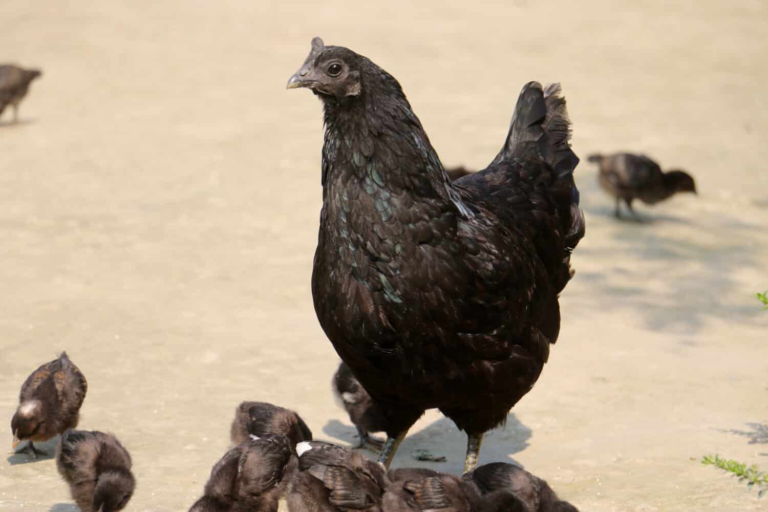 Kadaknath chicken breed,also called Kali Masi, is an Indian breed of chicken.They are completely black in color, that includes their meat and internal organs and is said to be very nutritious; black chicken breeds