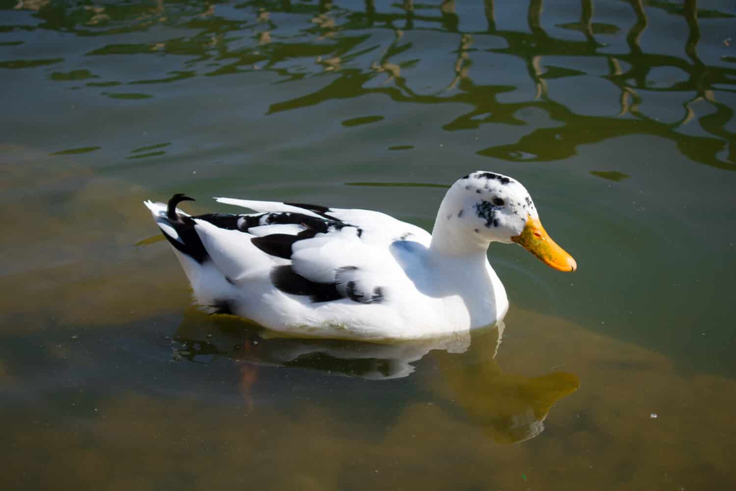 picture of white ancona duck floating in lake water.