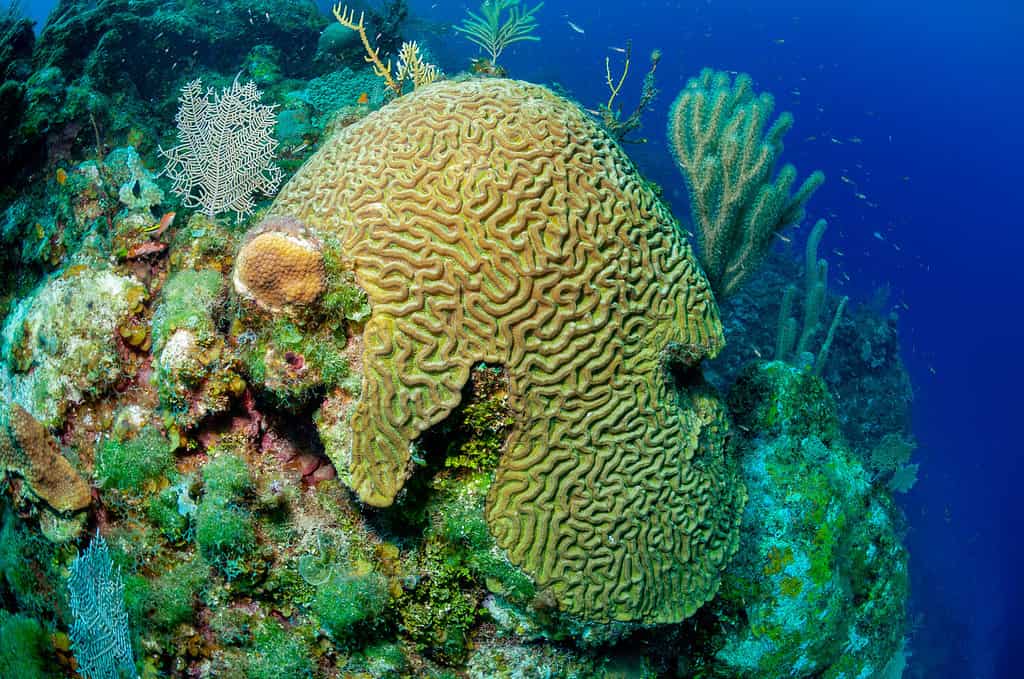 Boulder brain coral or large-grooved brain coral (Colpophyllia natans) Roatan, Honduras