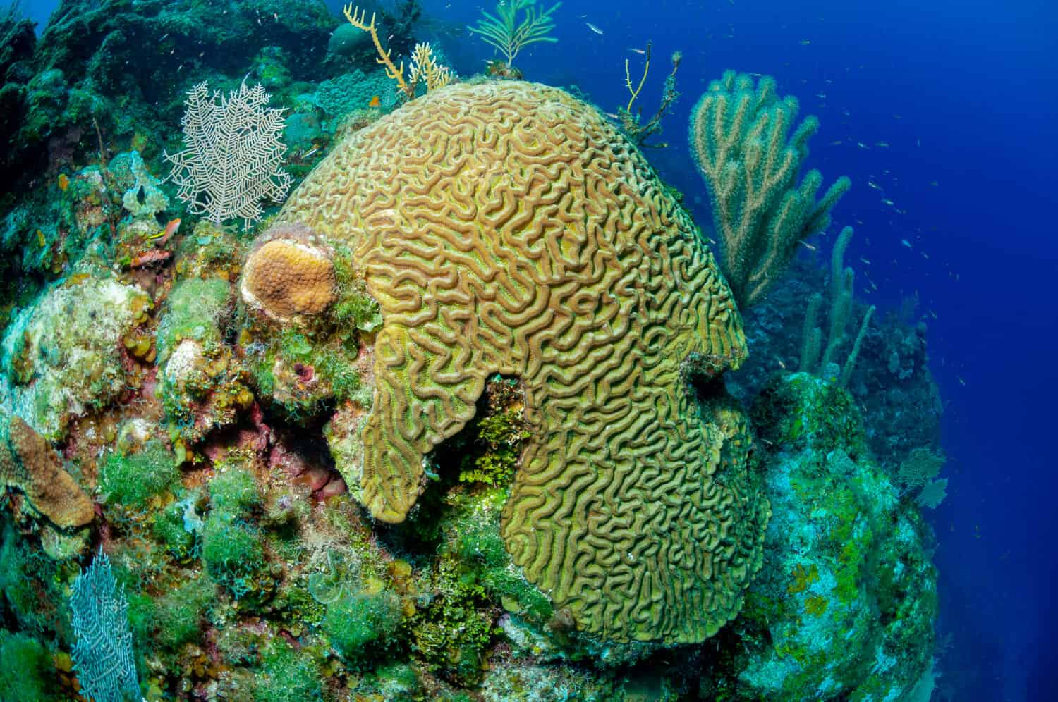 Boulder brain coral or large-grooved brain coral (Colpophyllia natans) 