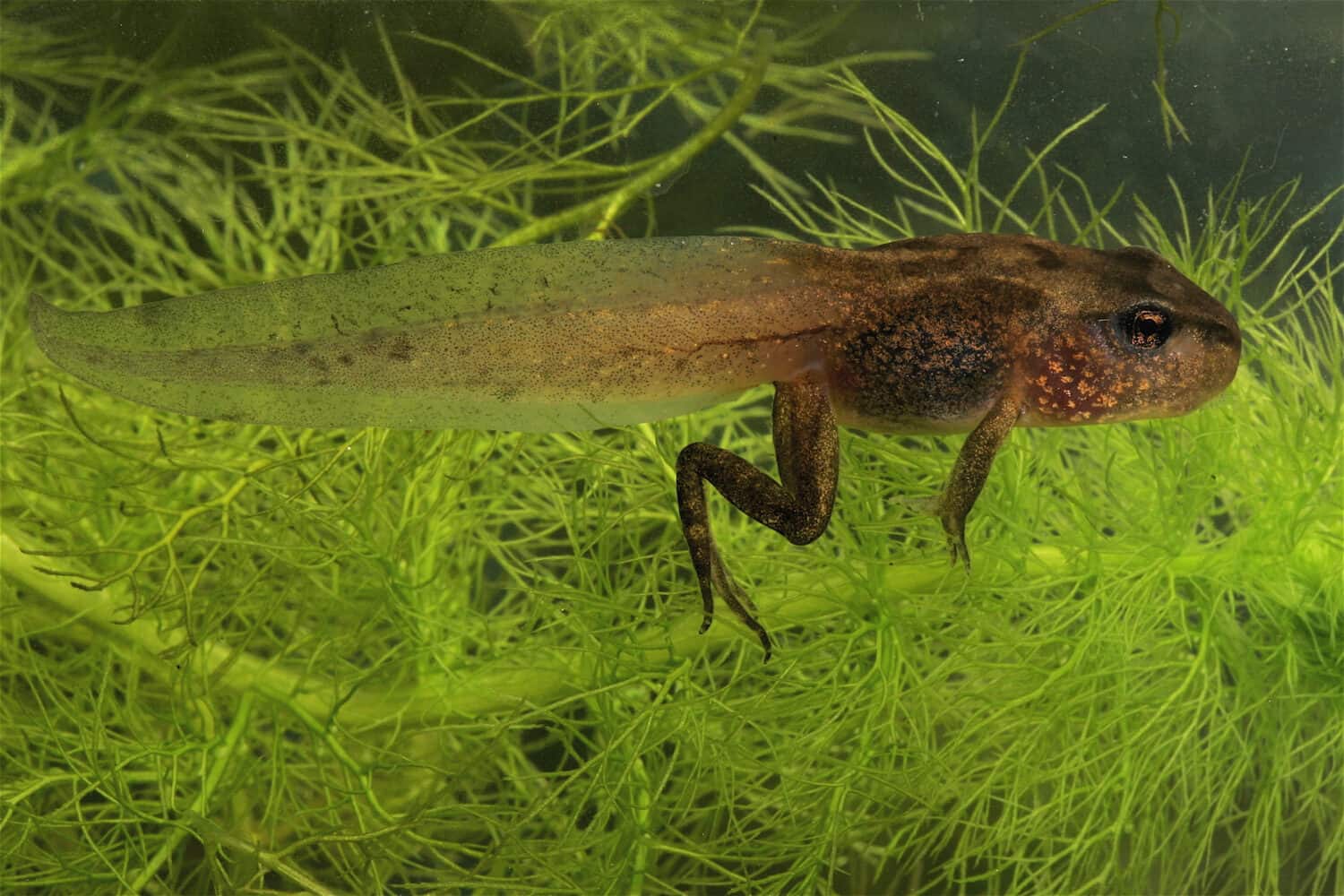 metamorphosing of Rana temperature brown frog under water with plants 