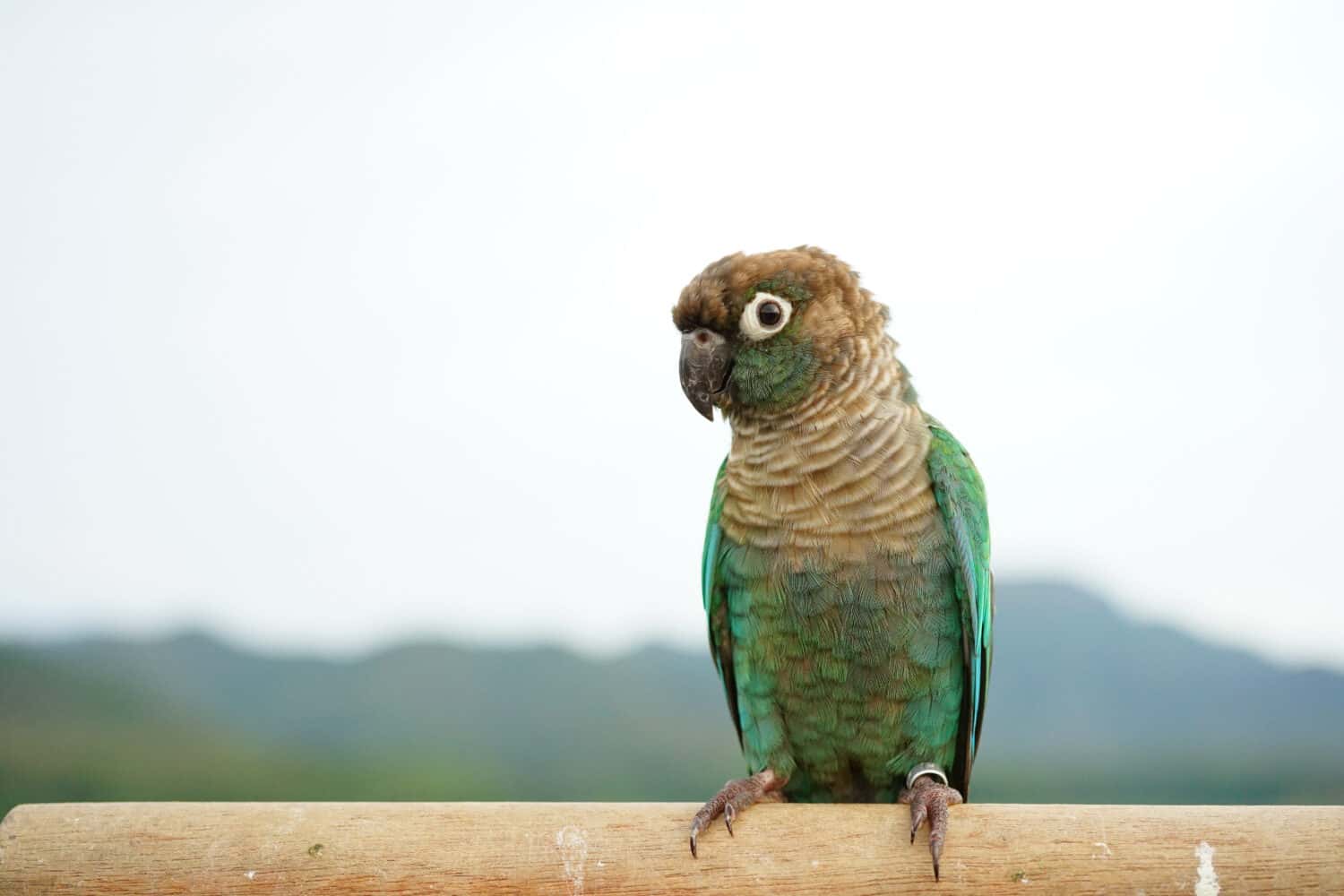 Green cheek conure on the sky and mountain background, the small parrot of the genus Pyrrhura, has a sharp beak. Native to South America (Amazon).