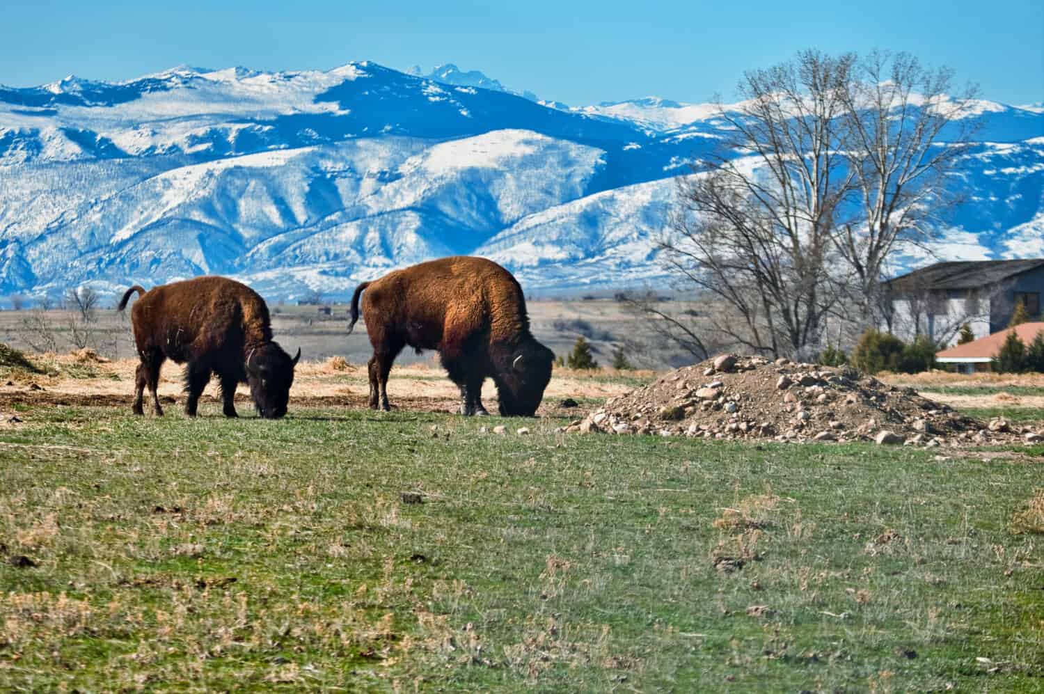 Two Bison In Sheridan Wyoming
