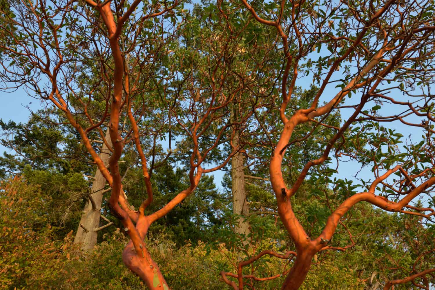 Arbutus tree (Arbutus menziesii), Russell Island, British Columbia, Canada