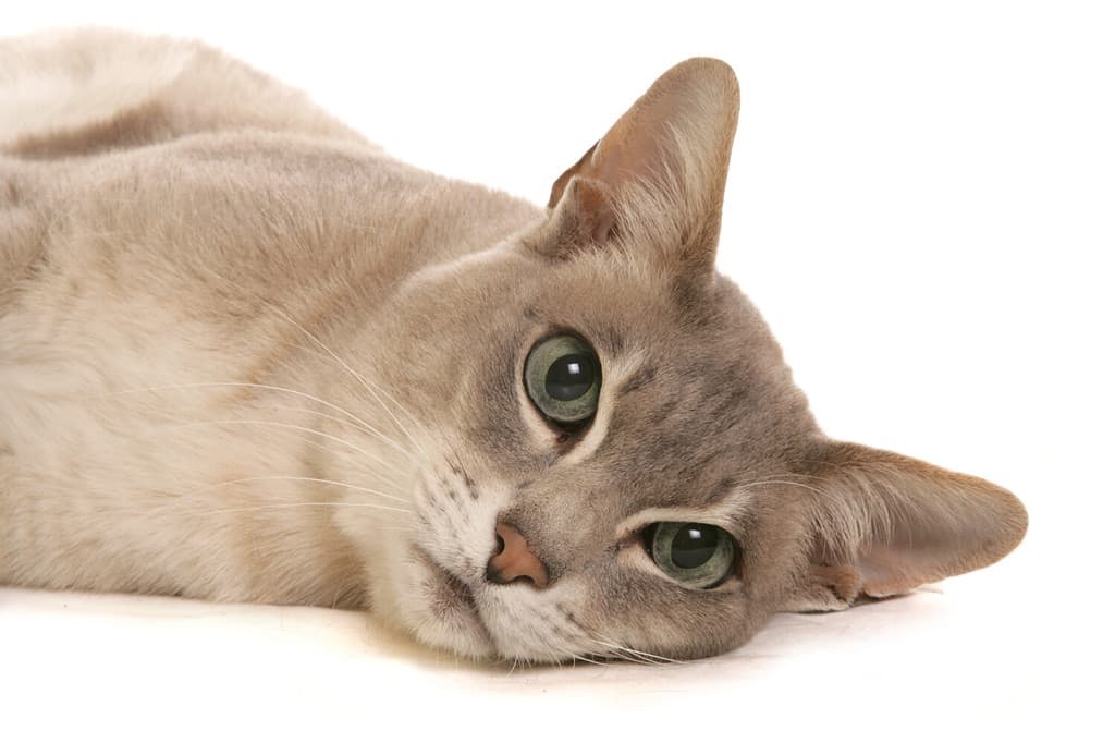 tonkinese cat portrait isolated on a white background