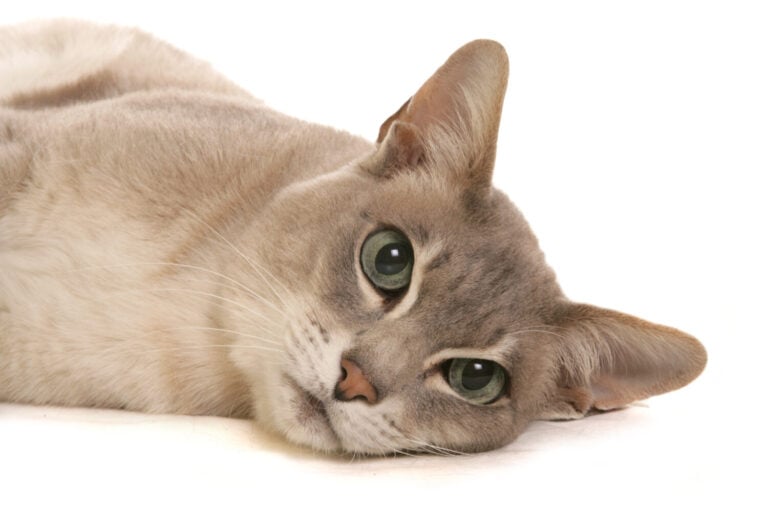 tonkinese cat portrait isolated on a white background