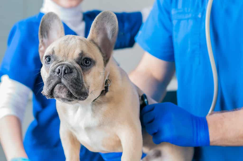 French Bulldog in a veterinary clinic. Two doctors are examining him. Veterinary medicine concept. Pedigree dogs. Mixed media