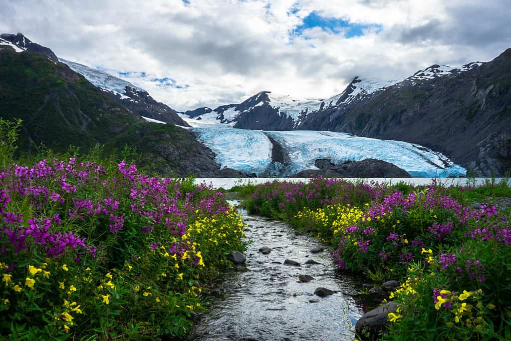 Alaska Portage glacier and Portage lake in the Chugach mountains with pink blooming fireweed on the foreground. Shot in the USA, Alaska, in summer 2020
