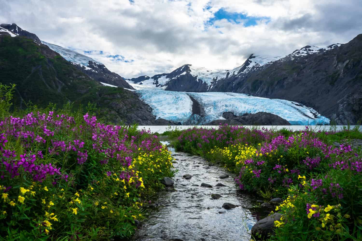 Alaska Portage glacier and Portage lake in the Chugach mountains with pink blooming fireweed on the foreground. Shot in the USA, Alaska, in summer 2020
