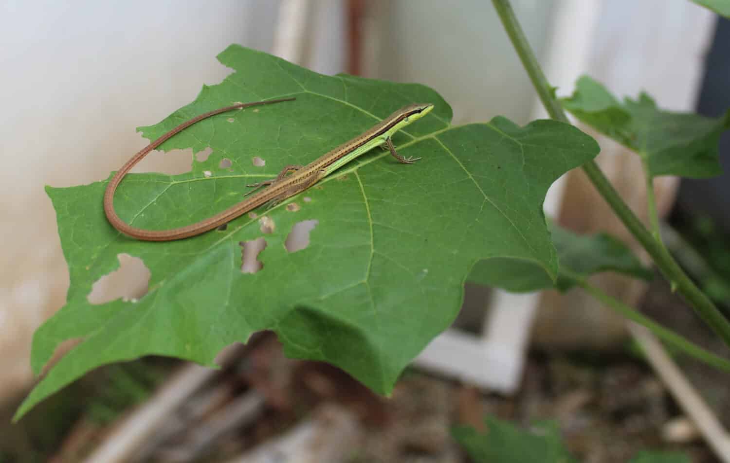 The long-tailed grass lizard basking on the eggplant leaf. Its body is long and slender. This lizard is widespread in tropical Southeast Asia. Sundanese people call it Orong-orong.