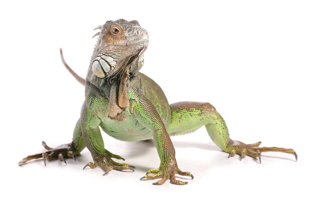 Green Iguana in a studio isolated on a white background