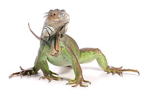Discover 8 Smells Iguanas Absolutely Hate and Keep Them Out of Your Yard Picture