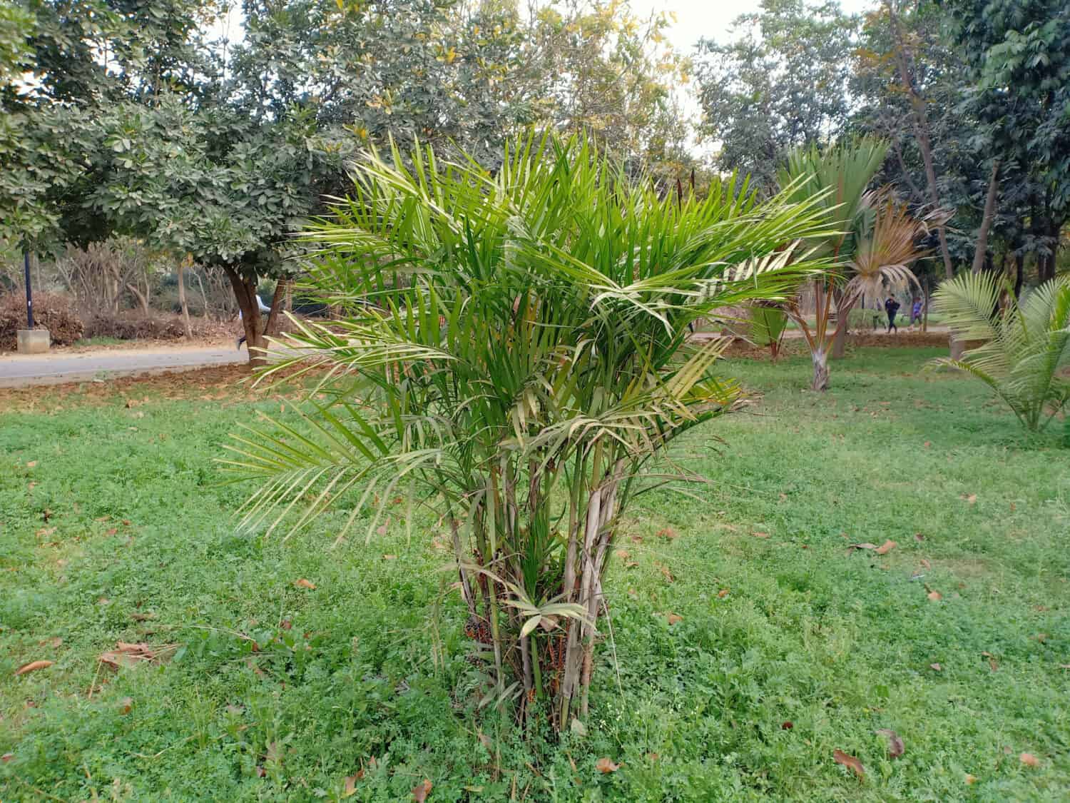Chamaedorea cataractarum (the cat palm, cascade palm, or cataract palm) tree in the park