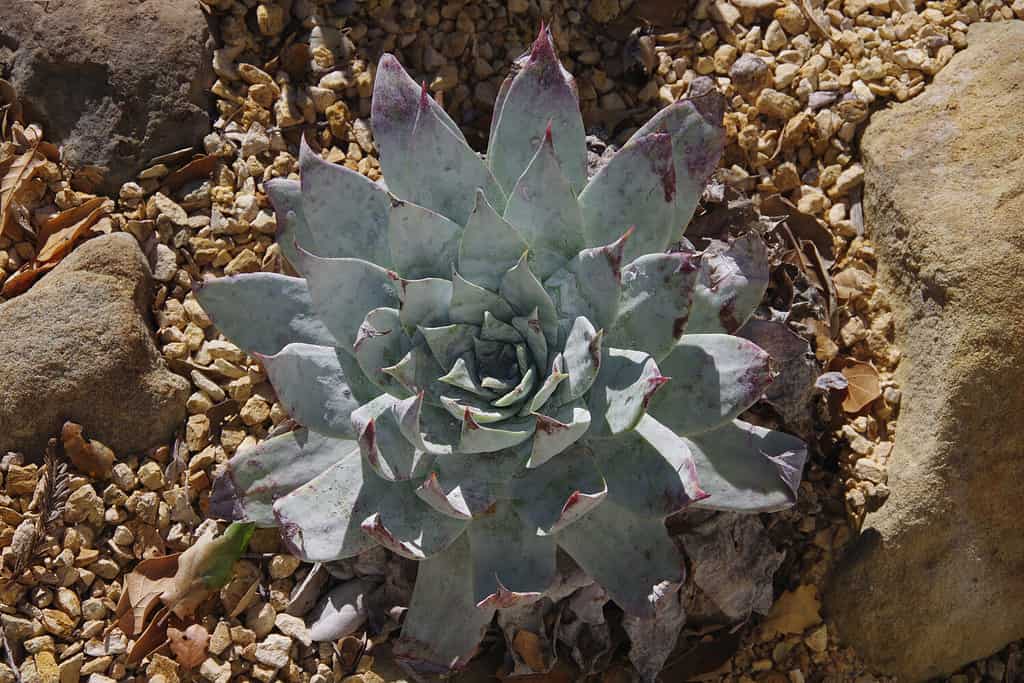 View of a dudleya brittonii plant, commonly known as Britton's dudleya and giant chalk dudleya