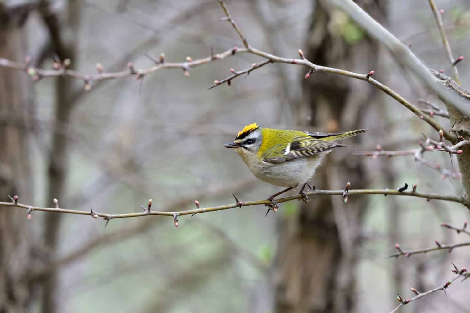 A beautiful small female Common firecrest (Regulus ignicapilla) which is the smallest Italian bird weighing 5 - 7 grams, photographed in the woods of the Ligurian Apennines.
