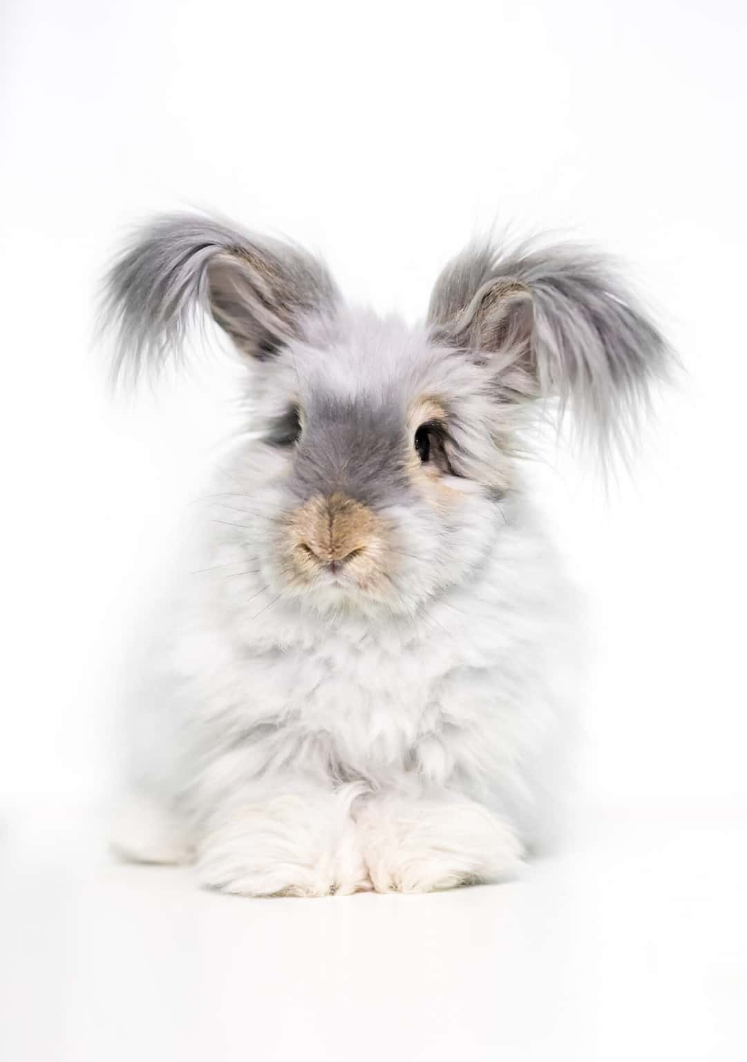 English Angora Rabbit Animal Pictures | A-Z Animals