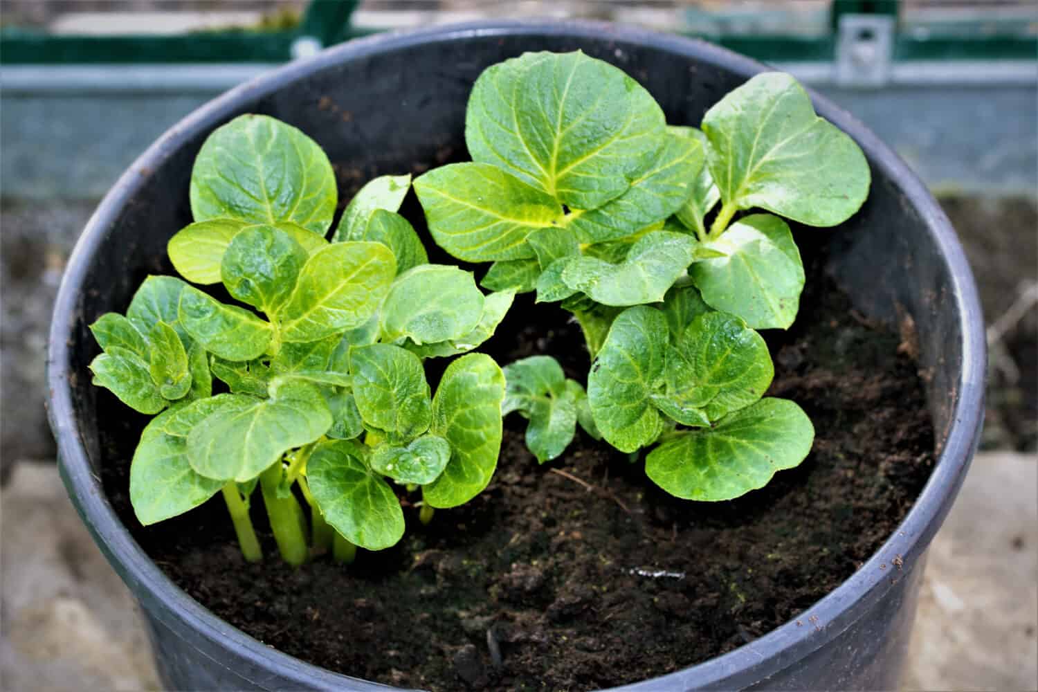 Sharpes Express spring early potatoes can be growing as early as March, if planted in a container within a greenhouse.