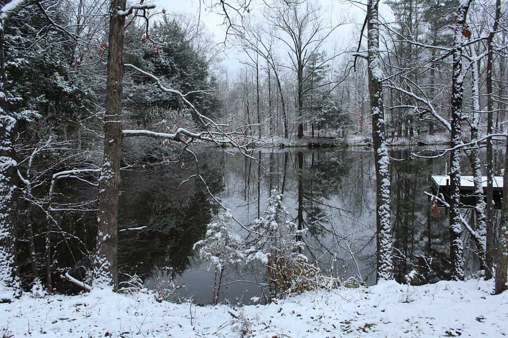 Pond and forest Shawnee National Forest, winter 2020, Carbondale, Illinois