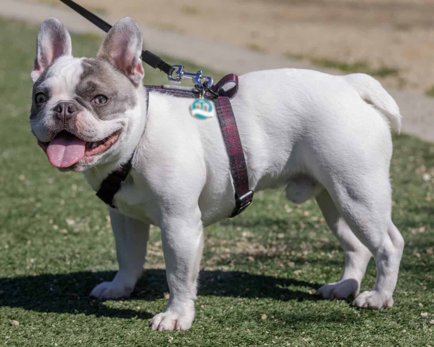 9-Month-Old Pied Male Frenchie Standing with Tongue Sticking Out. Dog park in Northern California.