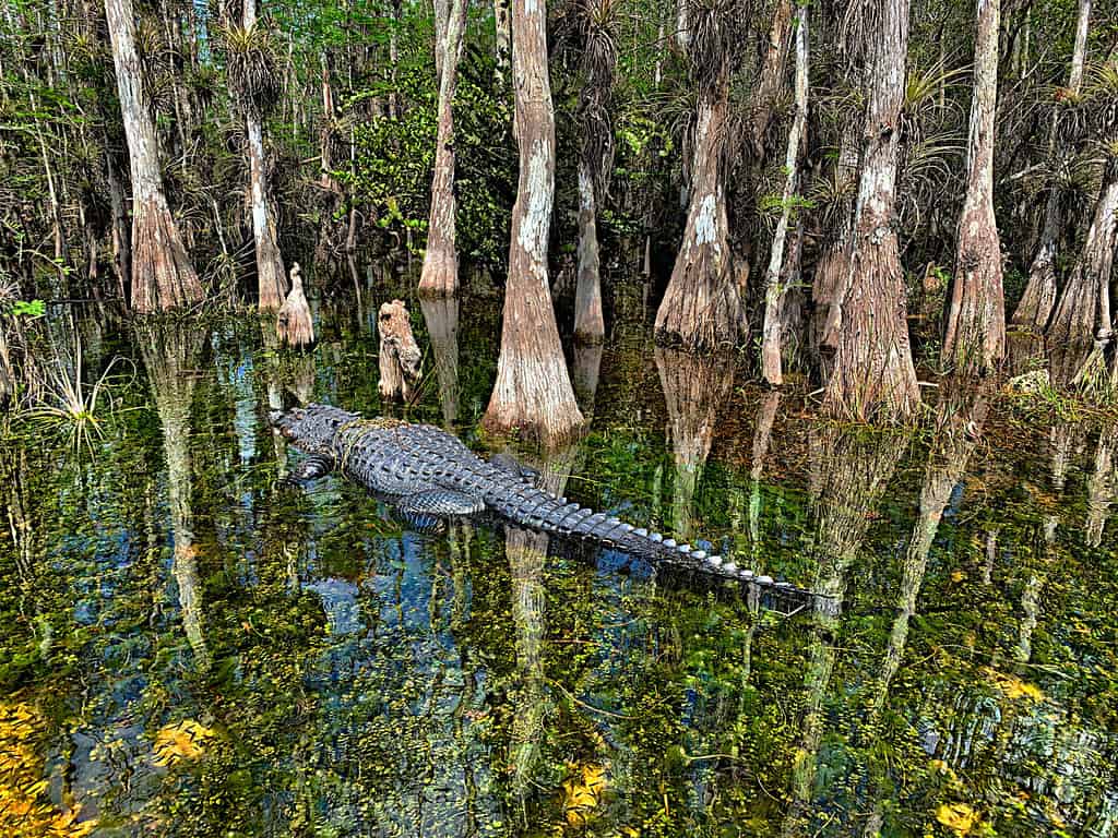 Big alligator on the clear waters of the swamp in Big Cypress, Florida