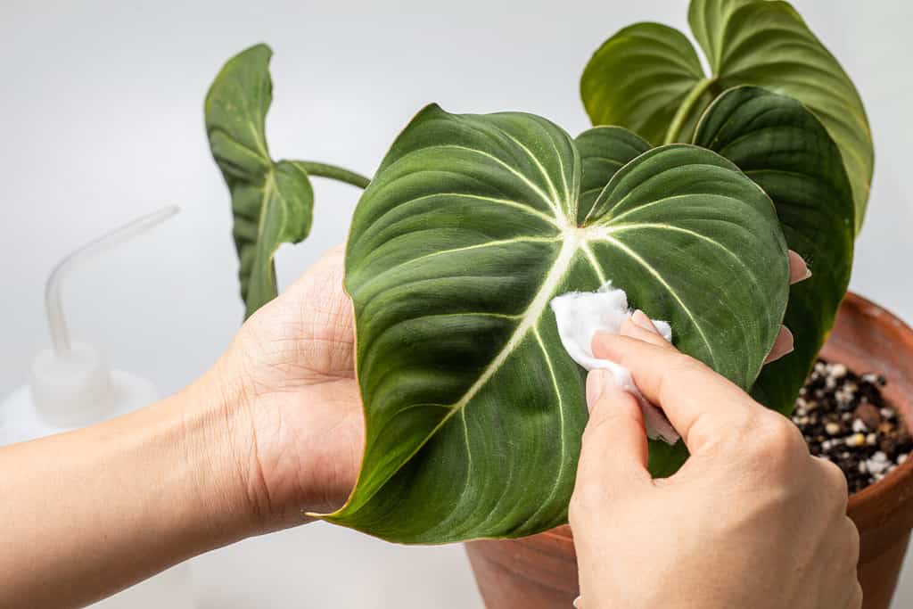 Woman cleaning houseplant, Philodendron Gloriosum. Concept of indoor plant care.