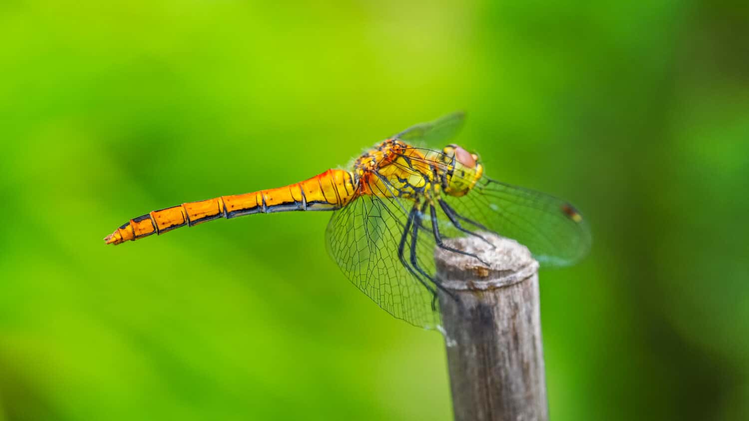 Macro photography. Beautiful yellow-orange insect with wings on a green background close up. It is female dragonfly Macrodiplax cora. Macrodiplax is a genus of dragonflies in the family Libellulidae.