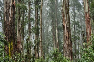 Mountain Ash vs. Southern Blue Gum Tree: 5 Differences Between These Towering Giants Picture